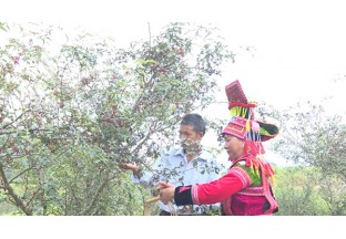 云南哨沖：花椒深加工 日子很紅火 ()