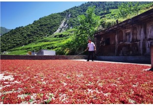 四川茂縣：花椒致富新道路 ()