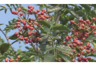 陜西大明:花椒飄香 增收致富 ()