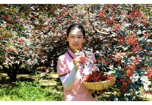 河南趙保：壯大花椒產(chǎn)業(yè)  鞏固脫貧成果 ()