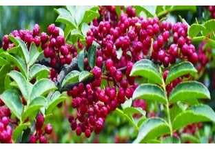 我國花椒生產(chǎn)栽培歷史及發(fā)展趨勢 ()