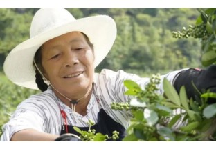 貴州貞豐：荒山變寶山  花椒創(chuàng)效益 ()