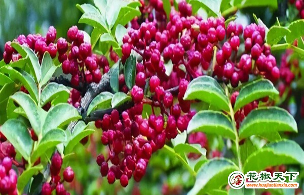 圖1