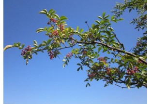 貴州花貢：種花椒  學(xué)技術(shù)  穩(wěn)增收 ()