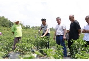 貴州安洛：辣椒抗旱保果  保障增收致富 ()