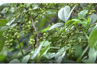 云南魯?shù)椋鹤鎏厣a(chǎn)業(yè)  種花椒致富 ()