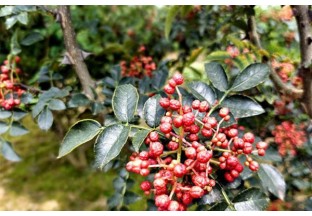 陜西屯張：花椒豐收  幸福產(chǎn)業(yè) ()