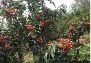 陜西涇陽：花椒紅利  致富產(chǎn)業(yè) ()