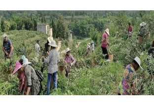 重慶小灘：收獲花椒碩果  過上更美生活 ()