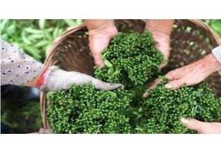 四川松潘：桐松對口扶持  壯大花椒產(chǎn)業(yè) ()