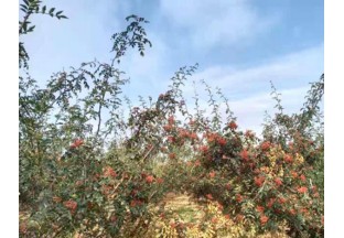 陜西扶風(fēng)：做活花椒產(chǎn)業(yè)  致富一方百姓 ()