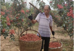 河南澠池：花椒正豐收  產(chǎn)業(yè)新發(fā)展 ()