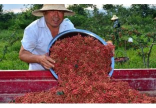 文明塬村：花椒年產(chǎn)量達(dá)500噸以上 ()