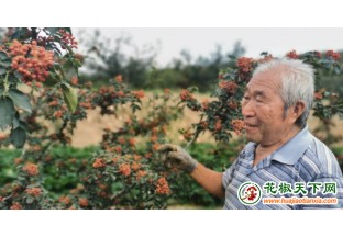 芮城：花椒種植面積達(dá)14萬畝 ()