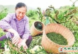 中江：種植青花椒1.8萬畝 ()