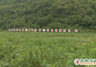 南山村：200畝花椒樹成林 ()