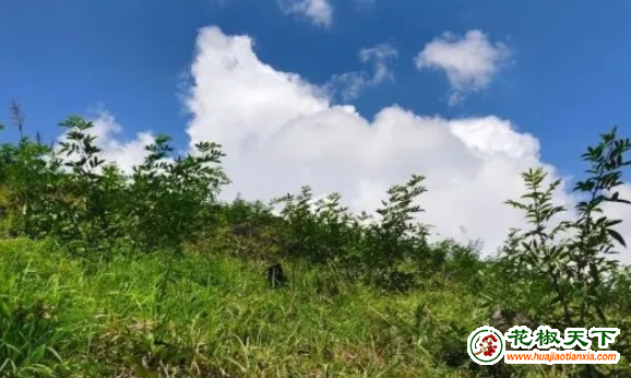 圖片2
