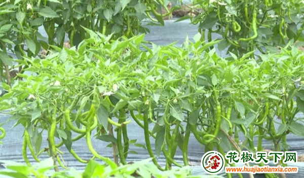圖片2