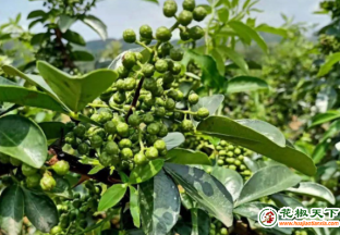 漢濱花椒納入全國(guó)名特優(yōu)新農(nóng)產(chǎn)品名錄 ()
