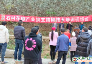 魯?shù)樗笊芥?zhèn)：花椒技術(shù)進(jìn)田間 產(chǎn)業(yè)致富上層樓 ()
