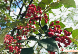 武都：有個(gè)無刺花椒專家工作站 ()