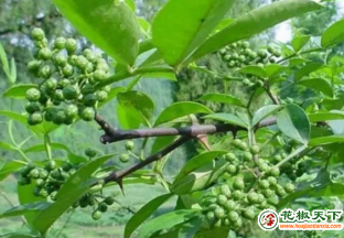 重慶：鮮花椒納入本市《鮮活農(nóng)產(chǎn)品品種目錄》 ()