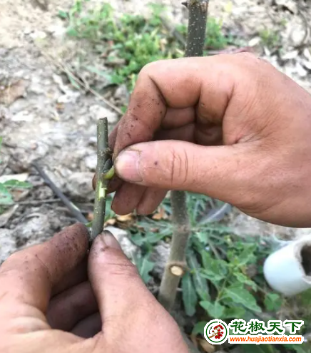 圖片2