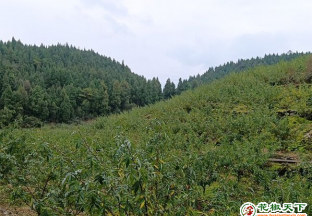 重慶：小小花椒 助力鄉(xiāng)村走上致富路 ()