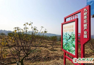 四川達州：青花椒園區(qū)建設 帶動產(chǎn)業(yè)發(fā)展 ()