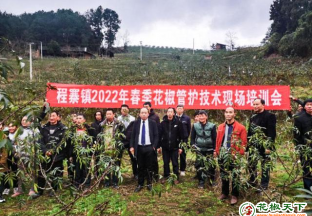 貴州習水縣：花椒管護技術送上門 ()