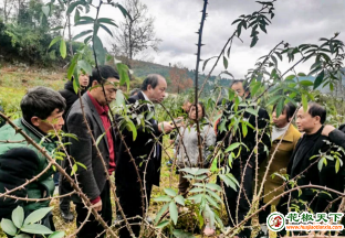 習水：花椒種植技術送進村 ()