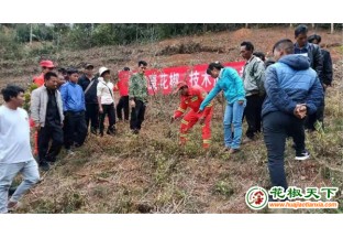 瀾滄：強(qiáng)化花椒種植技術(shù) 蓄力春耕生產(chǎn) ()