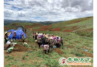 云南紅河：小花椒帶動(dòng)致富大產(chǎn)業(yè) ()