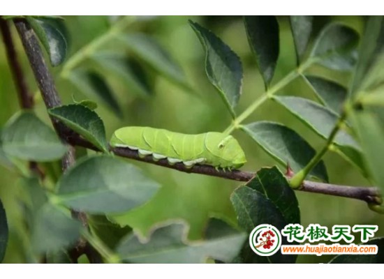 習(xí)水縣啟動(dòng)花椒管護(hù)技術(shù)輪訓(xùn) ()