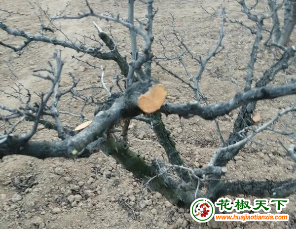圖片8