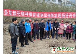 昭通：花椒種植管理技術(shù)送上門 ()