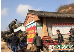 甘肅成縣：小小花椒撐起富農(nóng)大產(chǎn)業(yè) ()