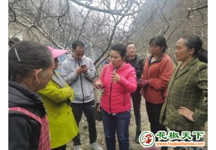 甘肅成縣：小小花椒撐起富農(nóng)大產(chǎn)業(yè) ()