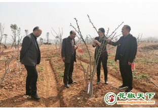 湖北紅安花椒助力農(nóng)村脫貧致富 ()