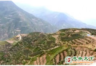 甘肅文縣：花椒產(chǎn)業(yè)繪就新鄉(xiāng)村 ()
