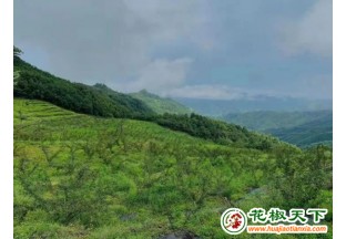 湖北十堰：小花椒成就富民大產(chǎn)業(yè) ()