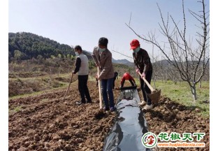 陜西寶雞花椒套種促進(jìn)增收 ()