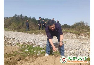 湖南花椒種植幫扶鄉(xiāng)村振興 ()