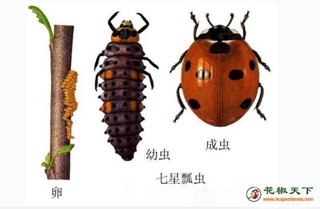 圖片1