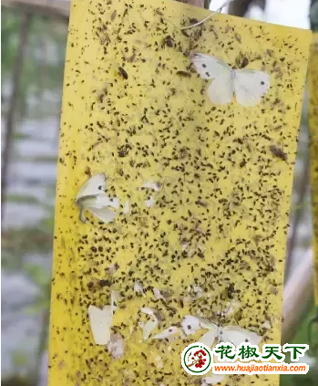圖片2