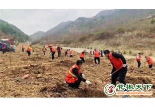 陜西鳳縣1600畝花椒園火熱種植 ()