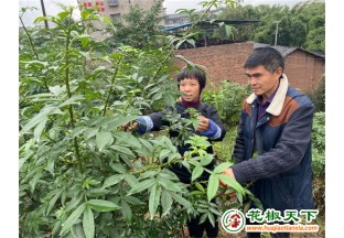 重慶江津：“小花椒”撐起致富“一片天” ()