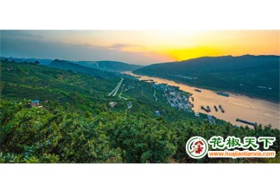 豐都花椒產(chǎn)業(yè)助推農(nóng)民增收 ()