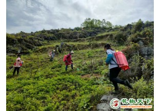 重慶彭水：千畝花椒管護(hù)忙 ()