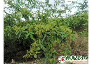 自貢市青花椒長(zhǎng)勢(shì)喜人 ()